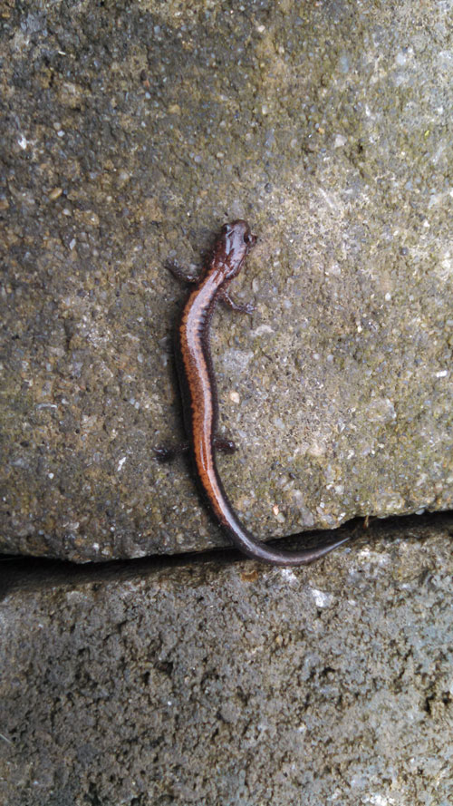 redback salamander